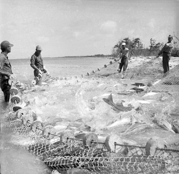 Seine fishing on the beach in Naples, Florida, around 1949