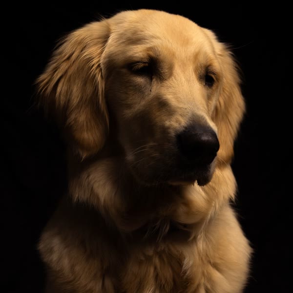 The original photograph of Cooper, a golden retriever, against a dark background